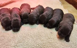 Nabídka štěňat labradorského retrievera