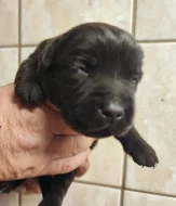 Nabídka štěňat labradorského retrievera