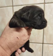 Nabídka štěňat labradorského retrievera