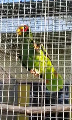 Amazoňan černouchý