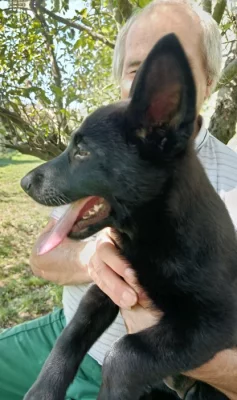 Německý ovčák s PP