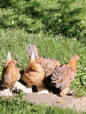 Rousné porcelánové