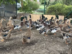 Kachna ruánská francouzská