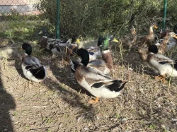 Kachna ruánská francouzská