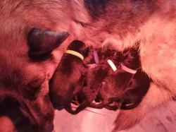 Německý ovčák - štěně s PP