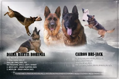 Německý ovčák - štěně s PP