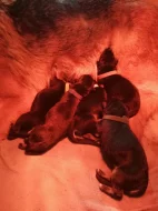 Německý ovčák - štěně s PP