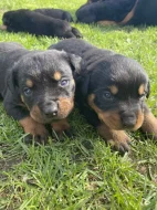 Štěňátka rotvajlera