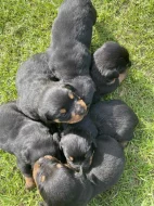 Štěňátka rotvajlera