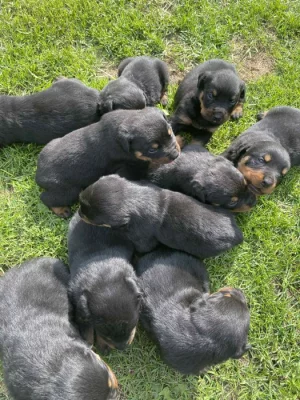 Štěňátka rotvajlera