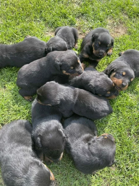 Štěňátka rotvajlera