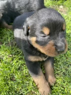 Štěňátka rotvajlera