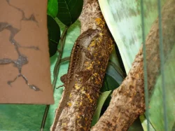 Anolis šedý (Anolis sagrei) 1,1