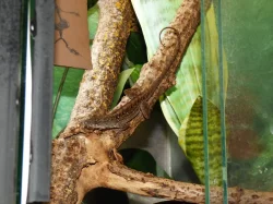 Anolis šedý (Anolis sagrei) 1,1