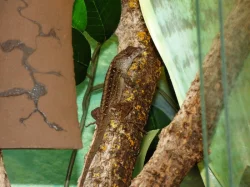 Anolis šedý (Anolis sagrei) 1,1