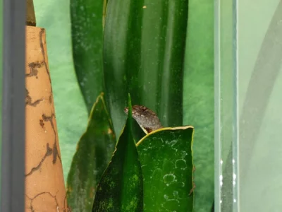 Anolis šedý (Anolis sagrei) 1,1