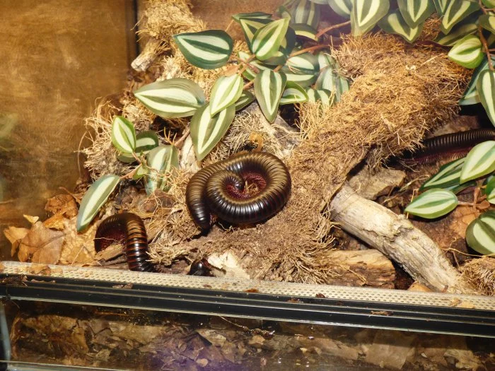 Mnohonožka obrovská (Archispirostreptus gigas)