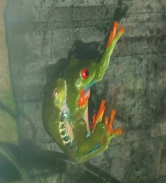 Listovnice červenooká