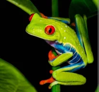 Listovnice červenooká