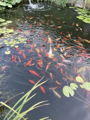 Okrasné jezírkové ryby - Koi kapr,Karas,Shubunkin,Zlatý lín