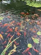 Okrasné jezírkové ryby - Koi kapr,Karas,Shubunkin,Zlatý lín