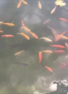 Okrasné jezírkové ryby - Koi kapr,Karas,Shubunkin,Zlatý lín