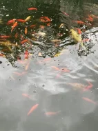 Okrasné jezírkové ryby - Koi kapr,Karas,Shubunkin,Zlatý lín