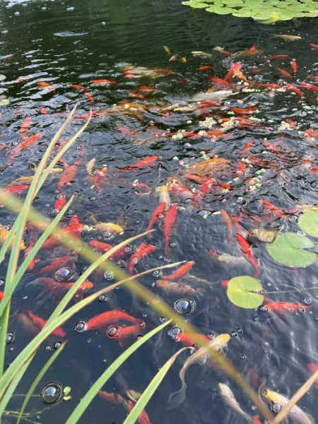 Okrasné jezírkové ryby - Koi kapr,Karas,Shubunkin,Zlatý lín