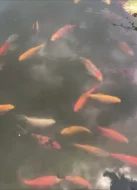 Okrasné jezírkové ryby - Koi kapr,Karas,Shubunkin,Zlatý lín