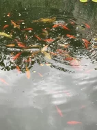 Okrasné jezírkové ryby - Koi kapr,Karas,Shubunkin,Zlatý lín