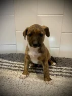 Peruánský naháč střední