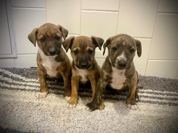 Peruánský naháč střední