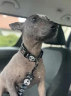 Peruánský naháč střední