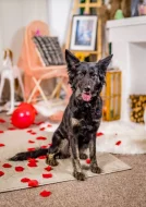 Peruánský naháč střední