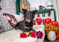 Peruánský naháč střední