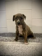 Peruánský naháč střední