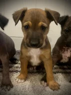 Peruánský naháč střední