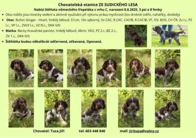 Německý křepelák štěňata