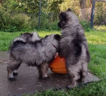 Německý špic vlčí prodám krásná štěňata s PP