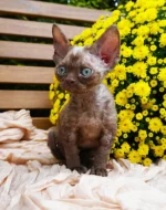 Devon rex kočičky s průkazem původu