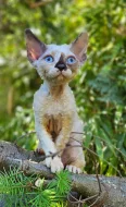 Devon rex kočičky s průkazem původu