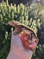 Pagekon řasnatý/ciliatus