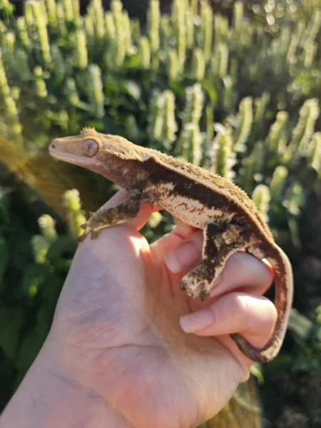 Pagekon řasnatý/ciliatus