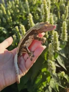 Pagekon řasnatý/ciliatus