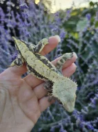 Pagekon řasnatý - ciliatus