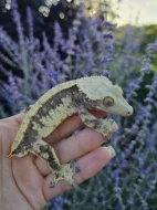 Pagekon řasnatý - ciliatus