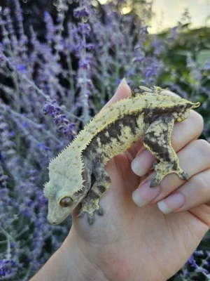 Pagekon řasnatý - ciliatus