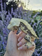 Pagekon řasnatý - ciliatus