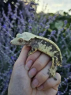 Pagekon řasnatý - ciliatus