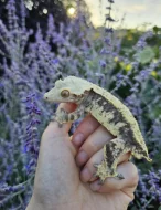 Pagekon řasnatý - ciliatus